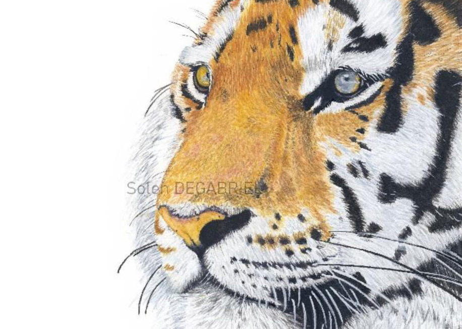 [Expo] - Aquarelles : "Les animaux sauvages et domestiques" de Solen Degabriel