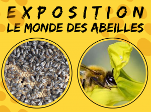 [Visite commentée expo] Le monde des abeilles @ La Maison Bleue | Rennes | Bretagne | France